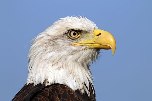 Amerikaanse Zeearend 