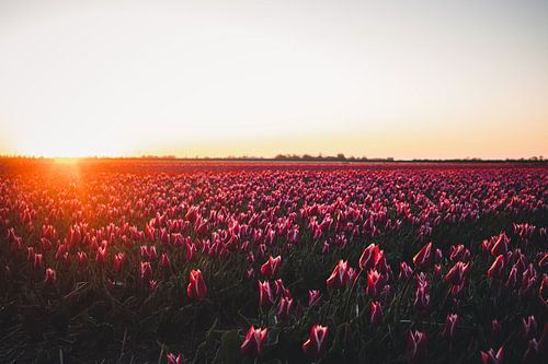 The beautiful tulip fields of North Holland in the morning sun