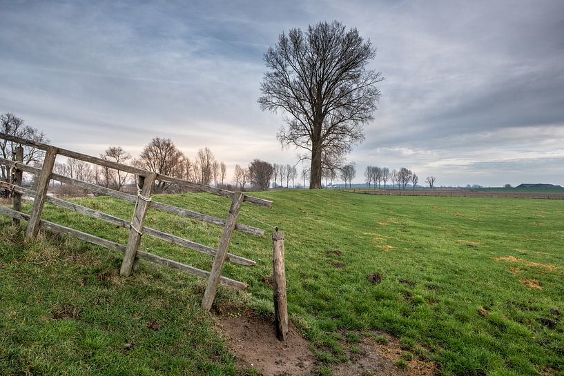 Boom en hekwerk by Moetwil en van Dijk - Fotografie