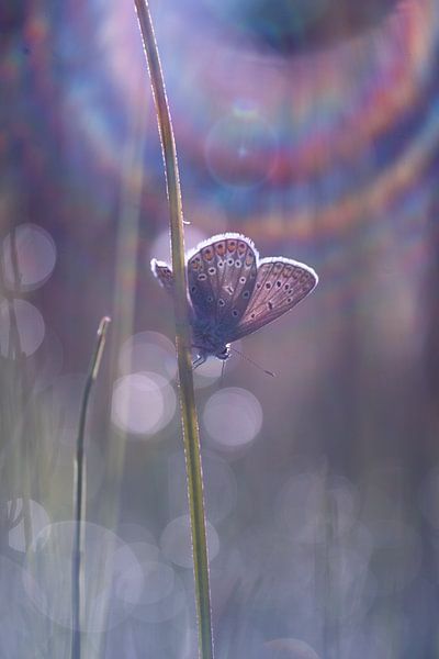Painting by light by Moetwil en van Dijk - Fotografie