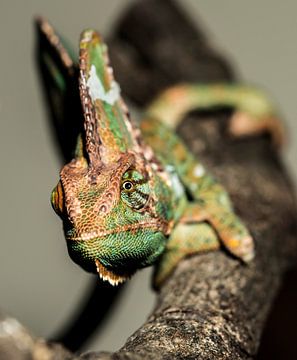 Chameleon on a branch. by Rob Smit