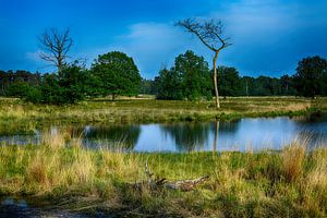 Die Hatertse Fens Nijmegen