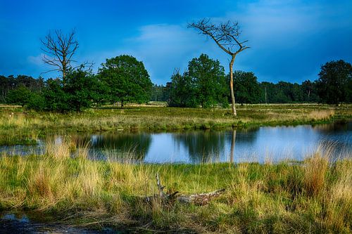 De Hatertse Vennen bij Nijmegen