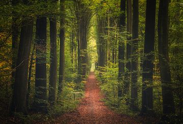 Herfst groen van Joris Pannemans - Loris Photography