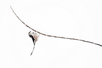 Staartmees hangend aan een tak van Danny Slijfer Natuurfotografie