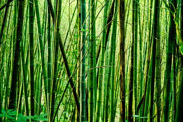 Bamboe Forest van Truckpowerr