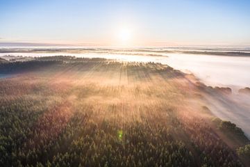 Drents Wald bei Sonnenaufgang von Droninger