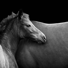 Foals by Thomas Marx