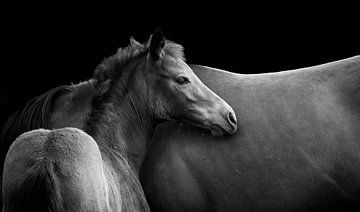 Foals by Thomas Marx