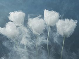 Mistige Tulpen van Tom Vermeersch