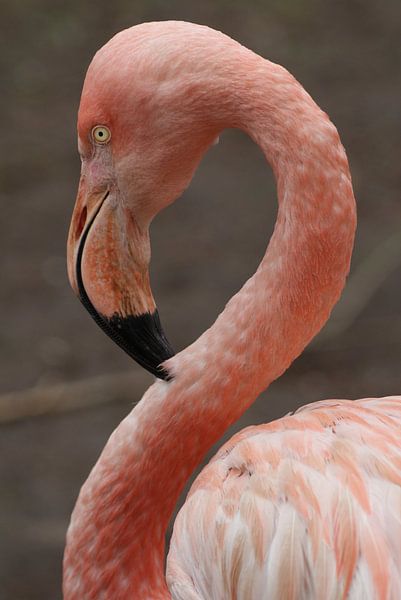 Flamingo by Diana Waardijk