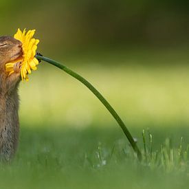 Eichhörnchen riecht Blume von Dick van Duijn