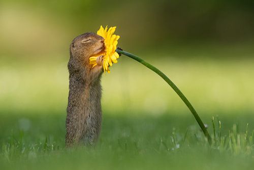 Eekhoorn ruikt aan bloem van Dick van Duijn