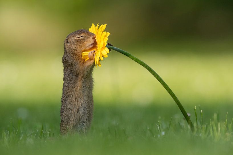 Squirrel smells flower by Dick van Duijn