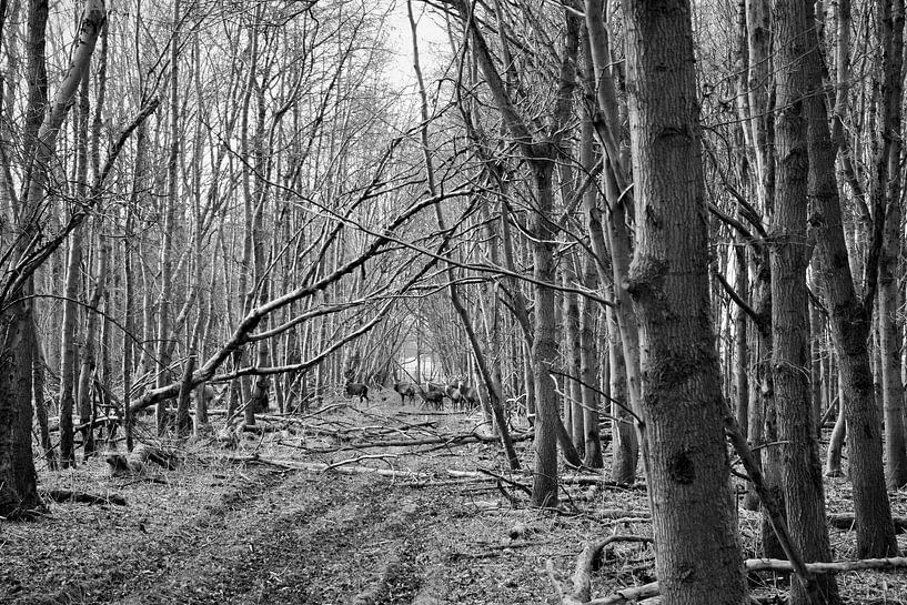 Oostvaardersplassen, Edelhert von 4 Chapel Ave. 