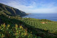 Het groene noorden van Tenerife van Gisela Scheffbuch thumbnail