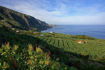 Het groene noorden van Tenerife van Gisela Scheffbuch