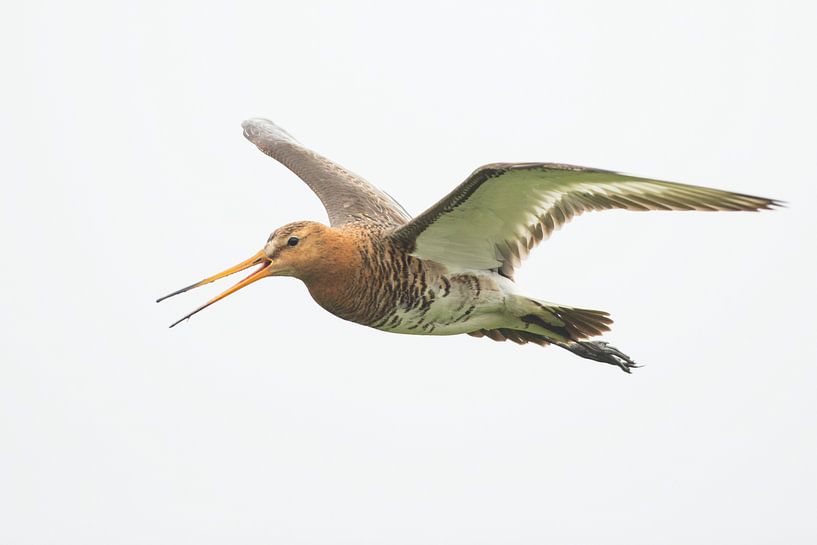 Fliegender Schwarzschwanzschnepfe mit hohem Schlüssel von Jeroen Stel