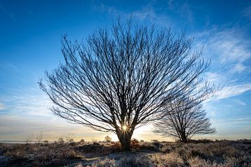 Branches d'arbres au lever du soleil et givre sur les landes sur Erwin Pilon