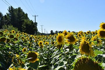 Een veld met zonnebloembloem van Claude Laprise