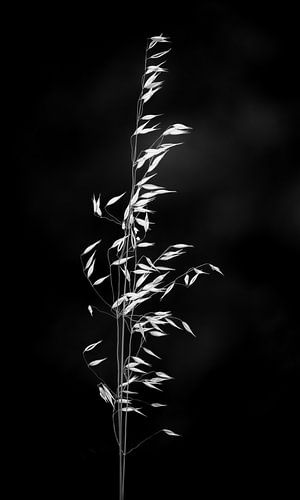 Gras in Schwarz-Weiß im Hochformat.
