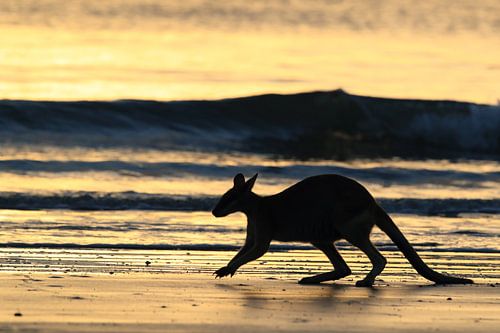 kangoeroe op strand bij zonsopgang, mackay, noord queenland, australië