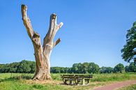 Dode boom met bankje in zonnig nederlands landschap van Ben Schonewille thumbnail