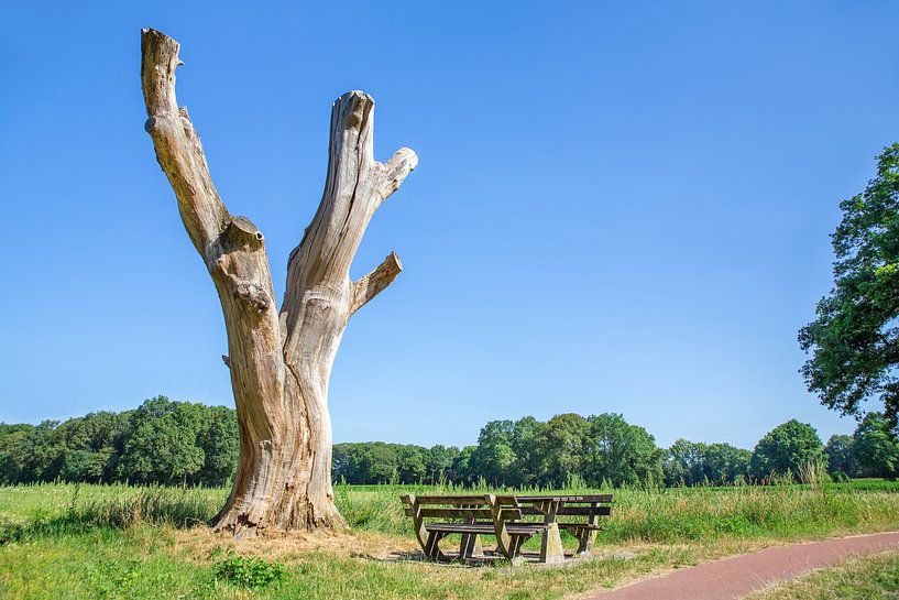 Toter Baum mit Bank in niederländischen Landschaft von Ben Schonewille