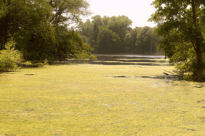 Pistachio Green by True Color Stories