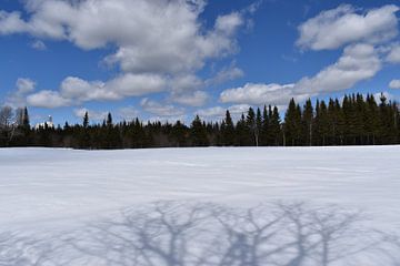 Een besneeuwd veld onder een blauwe lucht van Claude Laprise