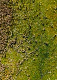 Nature by Van Gogh by Tije Mählmann