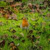Robins von RB-Photography