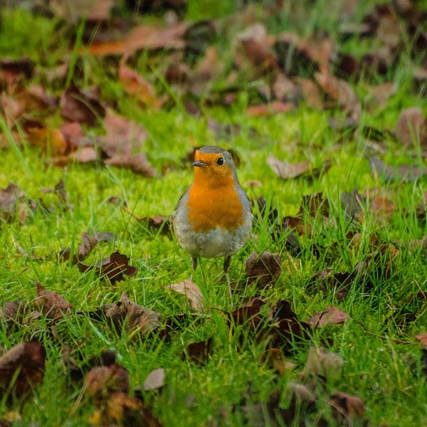 Robins by RB-Photography