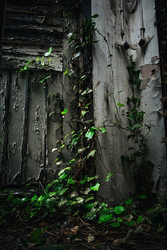 Force of nature - ivy conquers the dilapidated walls