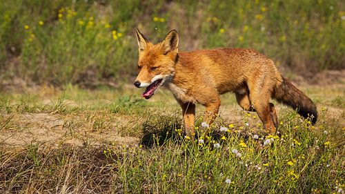 Zomerse zwerftocht door een vos in de waterleidingduinen