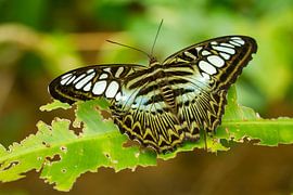 Breeduit by Pieter Heres