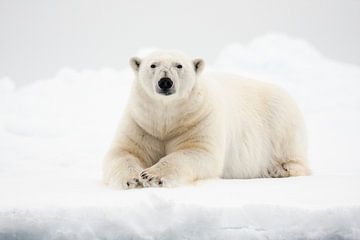 Ijsbeer liggend in de sneeuw op Spitsbergen van Caroline Piek