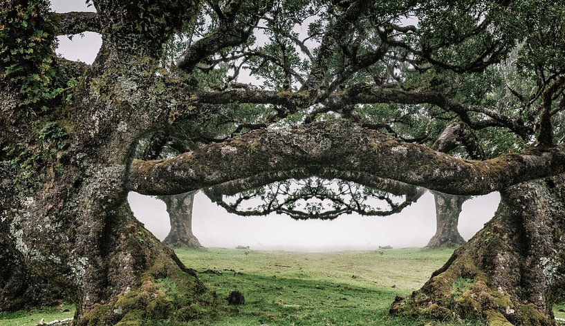 Verera do Fanal van Henk Leijen