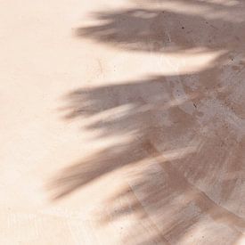 Feuilles de palmier de l'ombre sur Levfotografie