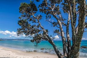 Einsame Küste bei Kuaotunu Bay, Neuseeland von Christian Müringer