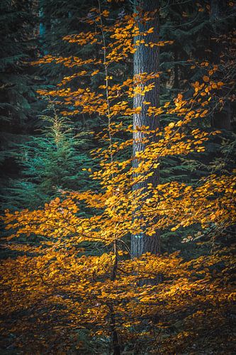 Speulderbos [Goldener Herbstnachmittag III]