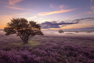 Niederländische Landschaft mit blühendem Heidekraut von Andy Luberti