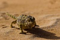 Namaqua kameleon op pad in de Namibwoestijn