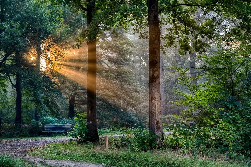 Breda Liesbos dans le brouillard par Egon Zitter