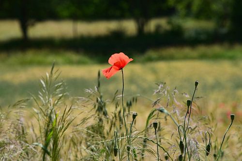 Poppy in Saint-Cirq-lapopie