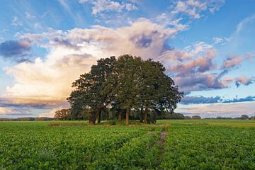 Grafheuvel in Drenthe