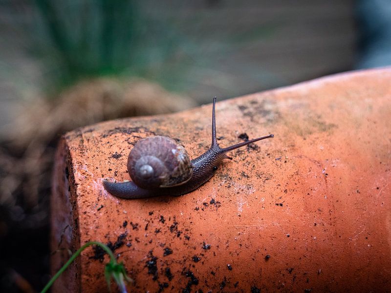 Slak in de tuin van Maico.O