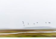 vogels over de moer van Petra Slingenberg thumbnail