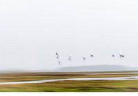 birds over the nut