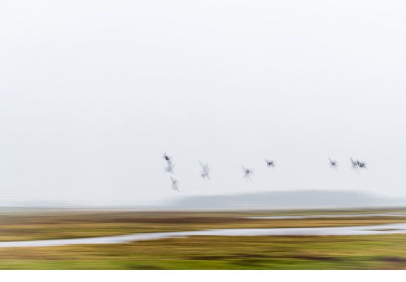 vogels over de moer van Petra Slingenberg